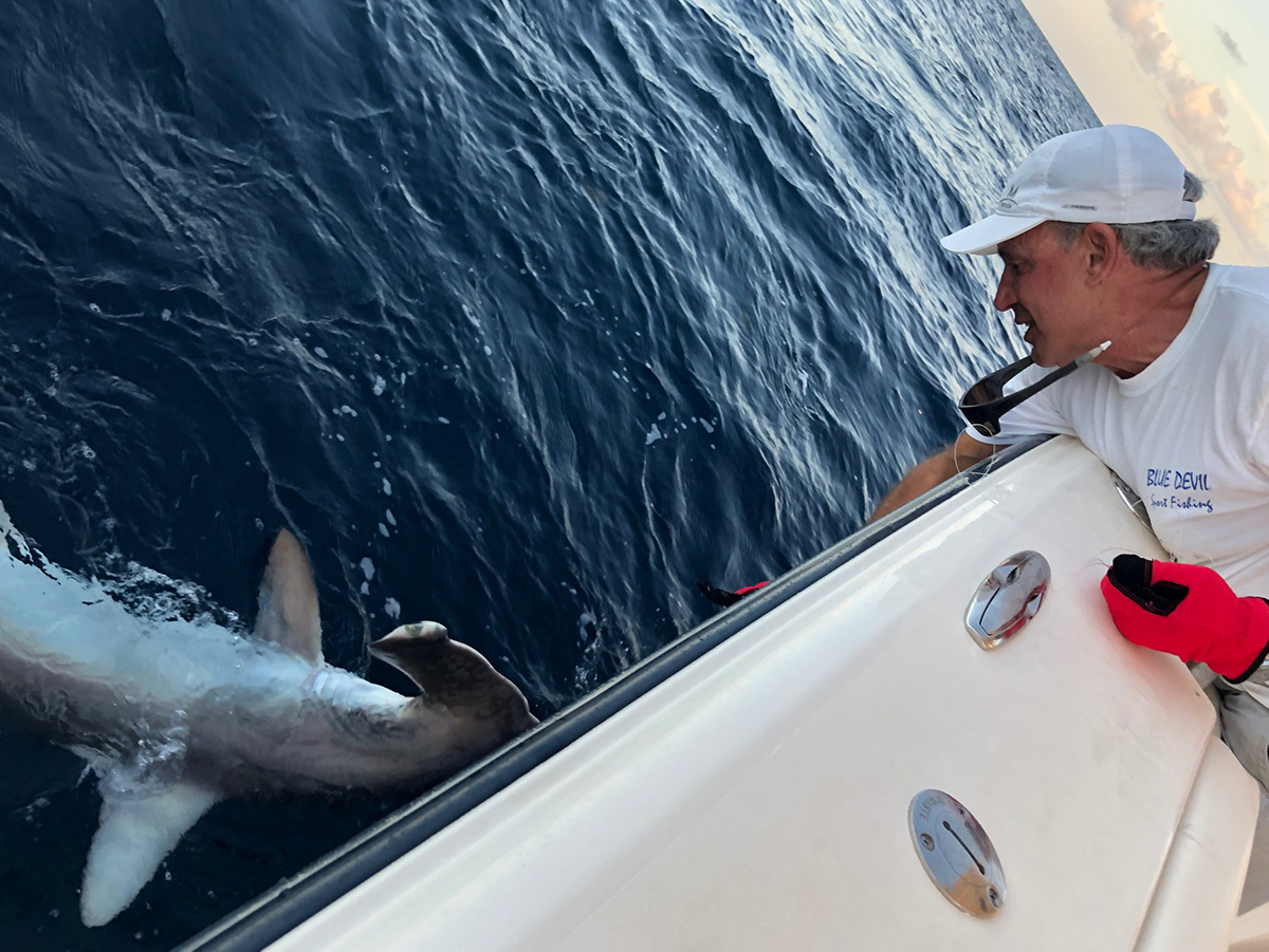 Captain Gary releasing a 200lb Hammerhead Shark