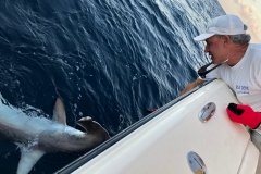 Captain Gary releasing a 200lb Hammerhead Shark