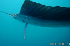 Beauty Sailfish