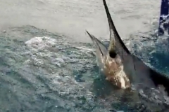 Dramatic Shot of a Beauty Sailfish
