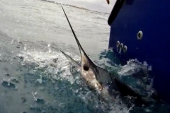 Dramatic Sailfish