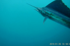 Sail Fish