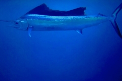 Dramatic Sailfish
