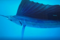 Beautiful Sailfish