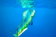 Mahi Mahi