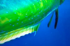 Mahi Mahi