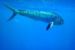 Mahi Mahi