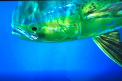 Mahi Mahi