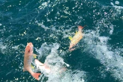 Triple header with Strawberry Snappers - gotta love reef fishing with sardines on the chicken rig
