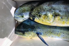 fish-for-mahi-mahi-boynton-beach-florida-april2017